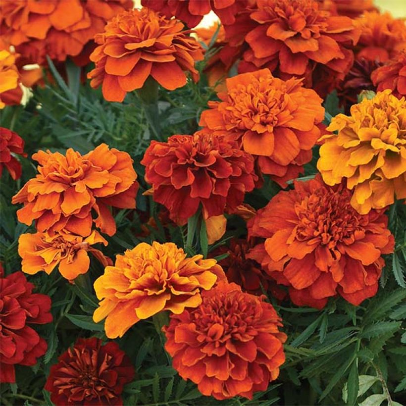 Niedrige Studentenblume Fireball - Tagetes (Flowering)