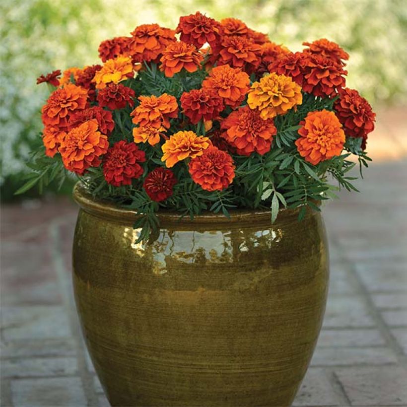 Niedrige Studentenblume Fireball - Tagetes (Plant habit)
