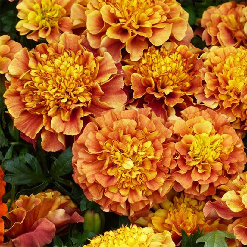 Niedrige Studentenblume Strawberry Blonde - Tagetes (Flowering)