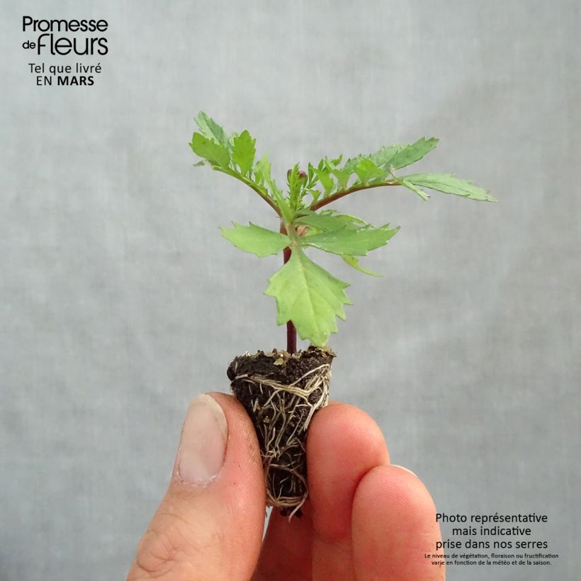 Example of Studentenblume Bonanza Orange Mini-Plug Ø 1,5/2,5 cm as you get in printemps