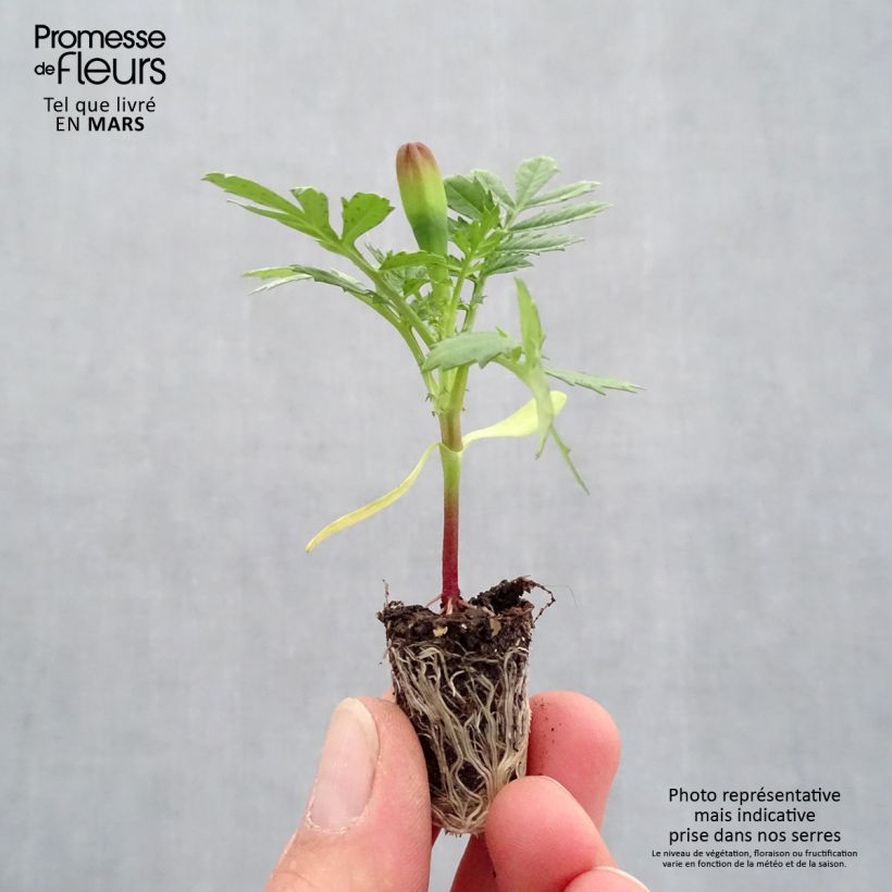 Example of Niedrige Studentenblume Queen jaune vif - Tagetes Mini-Plug Ø 1,5/2,5 cm as you get in printemps