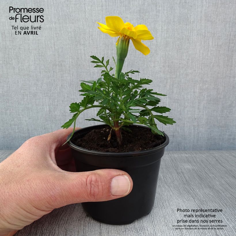Example of Niedrige Studentenblume Queen jaune vif - Tagetes Kleine Töpfe von 8/9 cm as you get in printemps