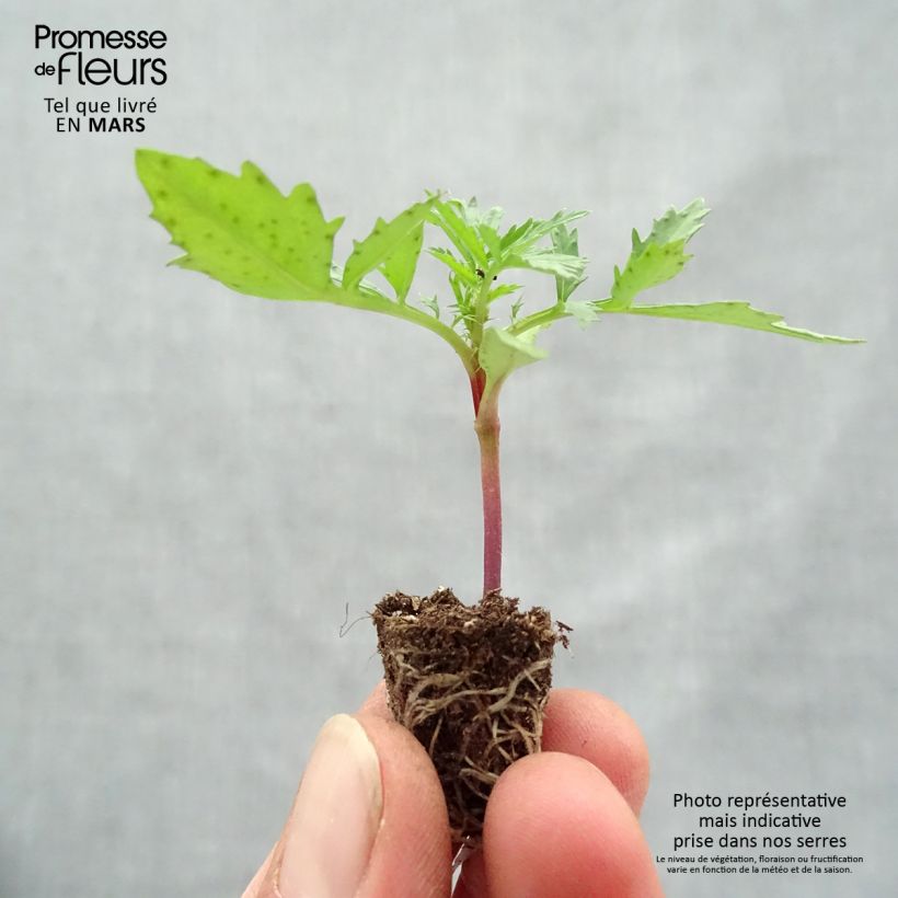Example of Niedrige Studentenblume Fireball - Tagetes Mini-Plug Ø 1,5/2,5 cm as you get in printemps