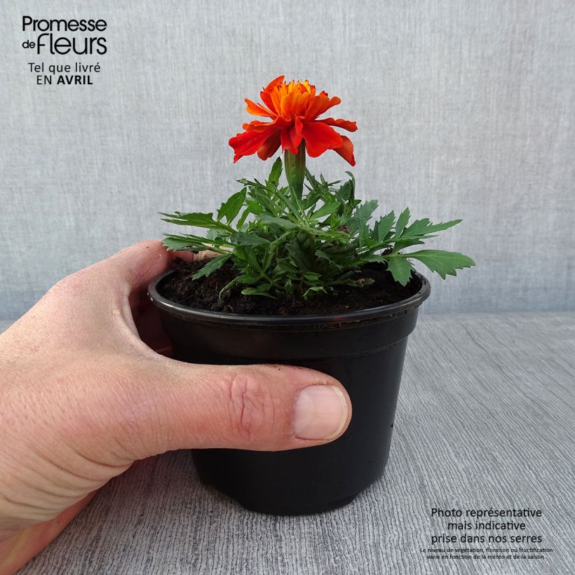 Example of Niedrige Studentenblume Fireball - Tagetes Kleine Töpfe von 8/9 cm as you get in printemps