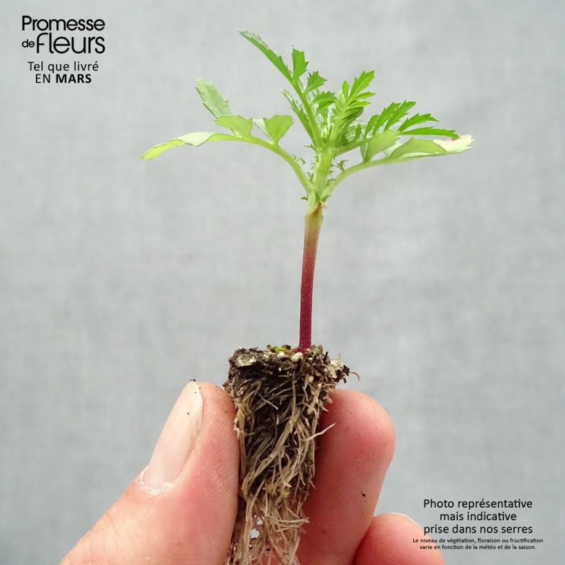Example of Niedrige Studentenblume Queen Yellow Fire - Tagetes Mini-Plug: Plug 2,2 cm x 2 cm in Anzuchtplatte à 35 Stück as you get in printemps