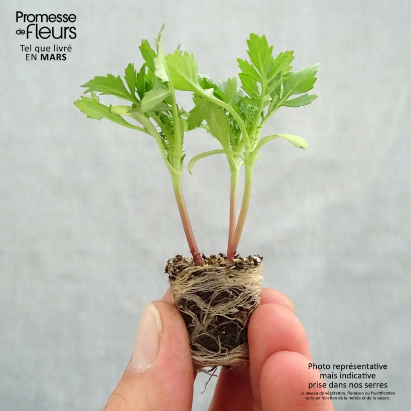 Example of Niedrige Studentenblume Queen Yellow Fire - Tagetes Mini-Plug Ø 3/4 cm as you get in printemps