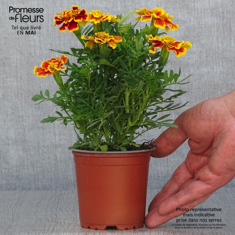 Example of Niedrige Studentenblume Queen Yellow Fire - Tagetes Topf 10 cm/11cm as you get in printemps