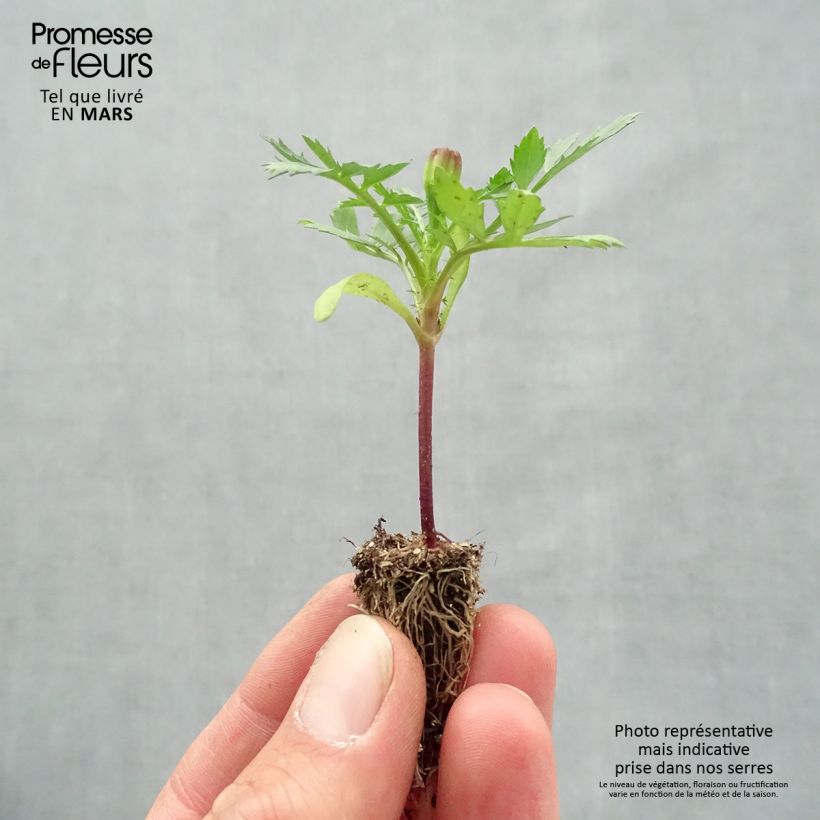 Example of Niedrige Studentenblume Queen Yellow - Tagetes Mini-Plug: Plug 2,2 cm x 2 cm in Anzuchtplatte à 35 Stück as you get in printemps