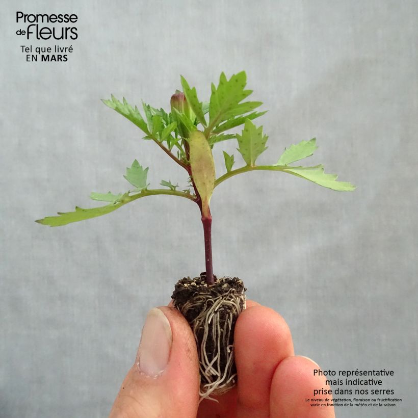 Example of Niedrige Studentenblume Strawberry Blonde - Tagetes Mini-Plug Ø 1,5/2,5 cm as you get in printemps