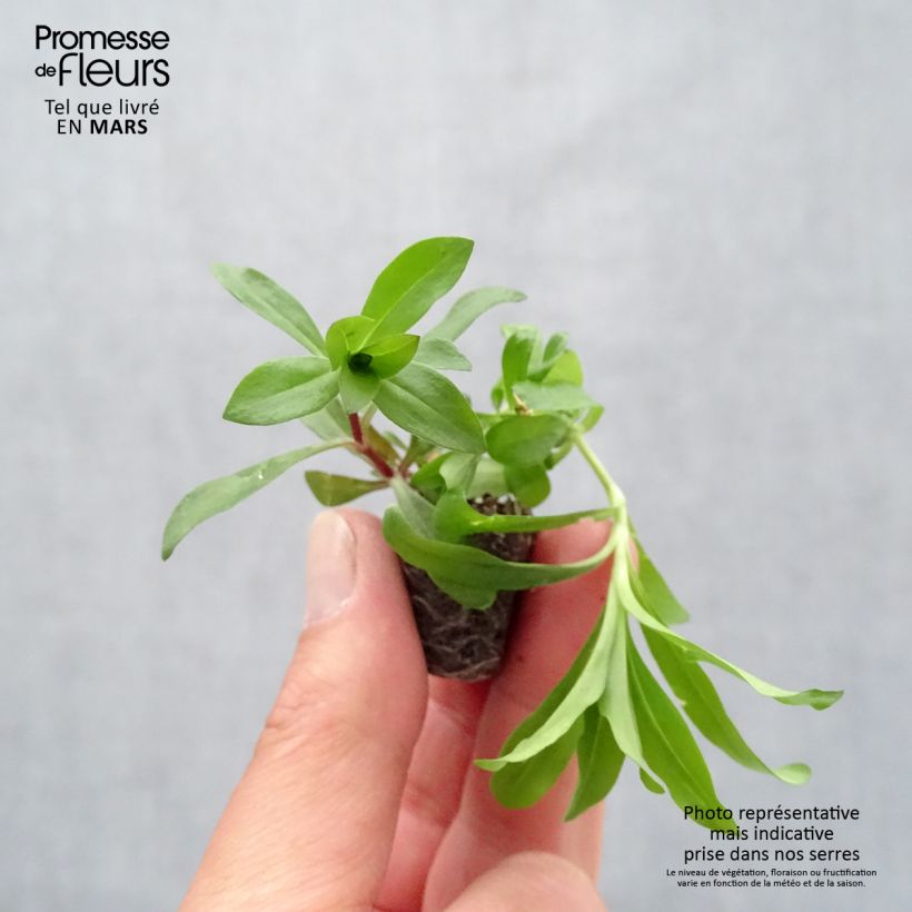 Example of Dianthus barbatus Gigas Mix - Bartnelke Mini-Plug Ø 3/4 cm as you get in printemps