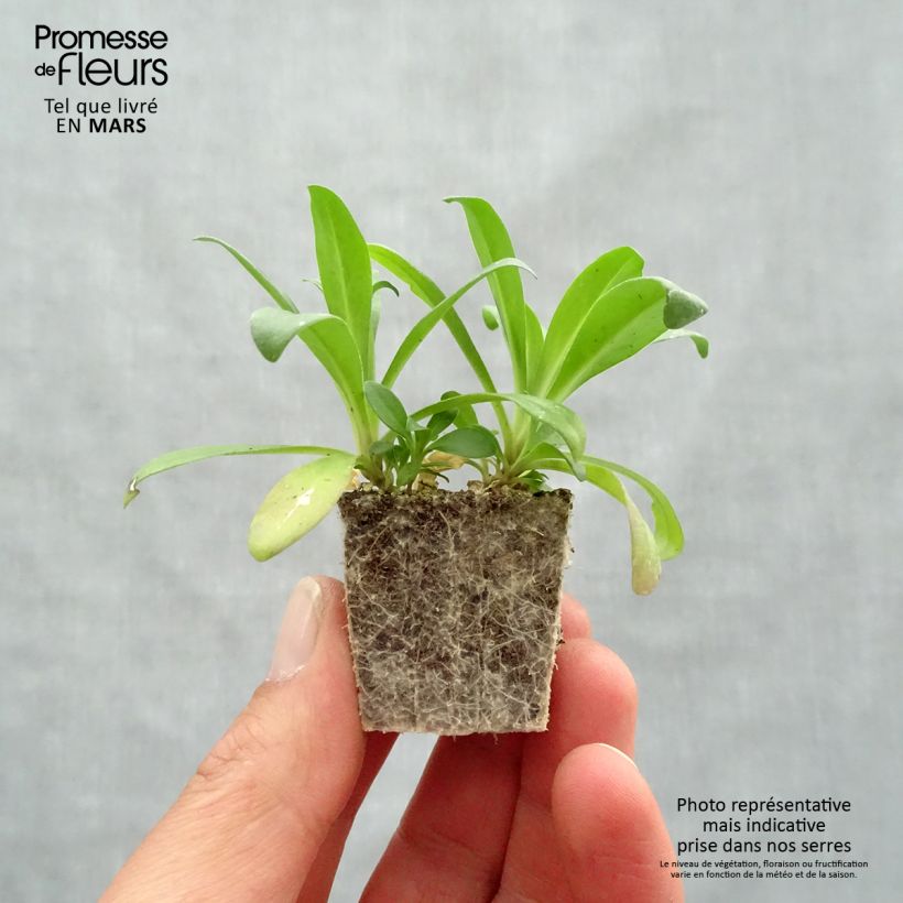Example of Dianthus barbatus Jolt Pink Magic - Bartnelke Jardi-Plug: Wurzelballen 3,8 cm x 3,2 cm in Anzuchtplatte à 15 Stück. as you get in printemps