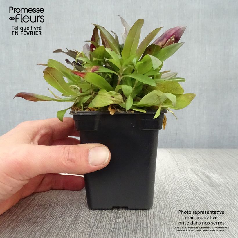 Exemplar von Dianthus barbatus Nigrescens Sooty - Bartnelke Kleine Töpfe von 7/8 cm wie im Winter geliefert