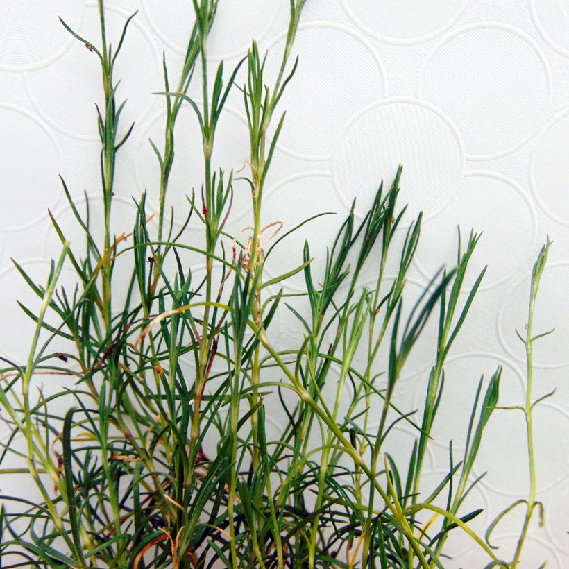Petrorhagia saxifraga - Steinbrech-Felsennelke (Foliage)