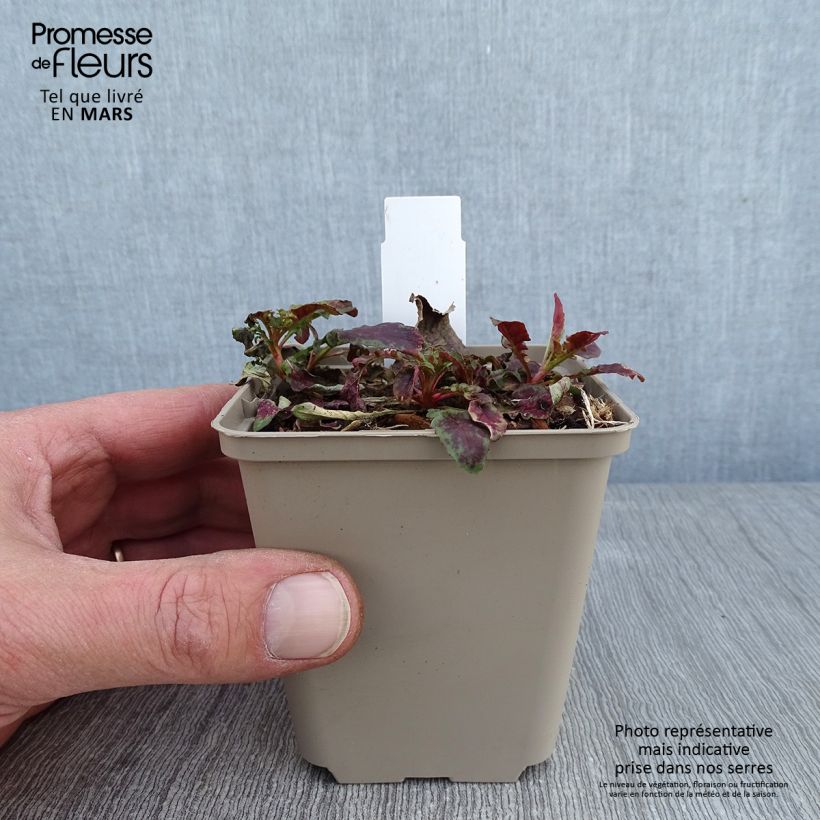 Exemplar von Oenothera speciosa Twilight - Weiße Nachtkerze Kleine Töpfe von 8/9 cm wie im Winter geliefert