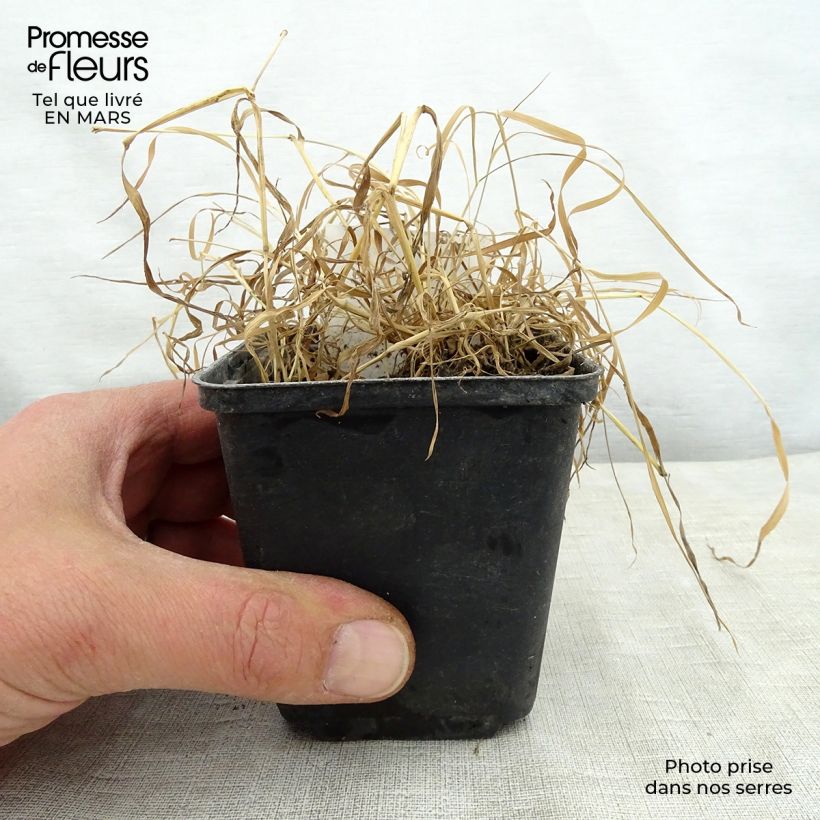 Example of Oenothera fruticosa Camel - Stauden-Nachtkerze Kleine Töpfe von 8/9 cm as you get in printemps