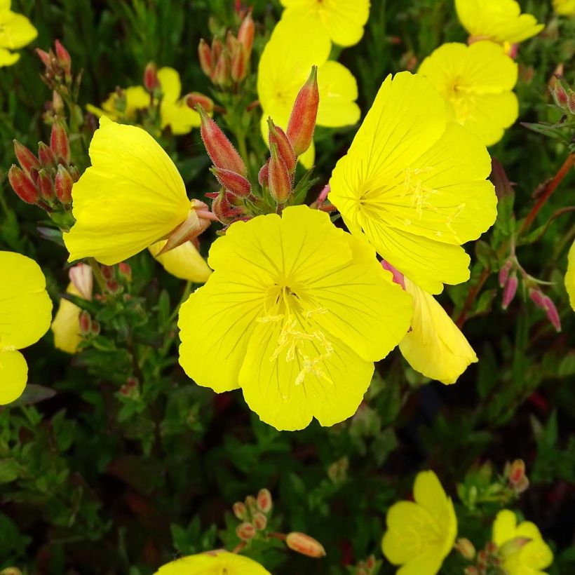 Oenothera fruticosa Hohes Licht - Stauden-Nachtkerze (Flowering)