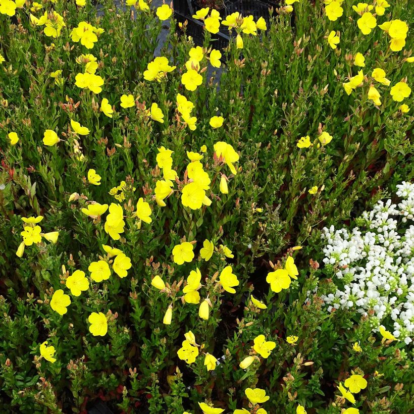 Oenothera fruticosa Hohes Licht - Stauden-Nachtkerze (Plant habit)