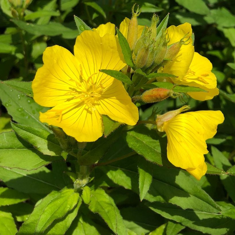 Oenothera fruticosa Michelle Ploeger - Stauden-Nachtkerze (Foliage)