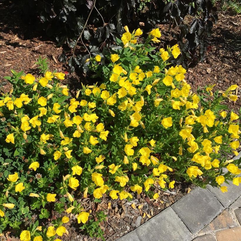 Oenothera fruticosa Michelle Ploeger - Stauden-Nachtkerze (Plant habit)
