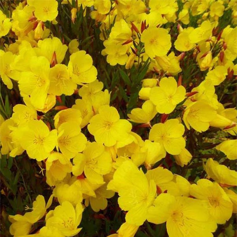 Oenothera fruticosa Sonnenwende - Stauden-Nachtkerze (Flowering)
