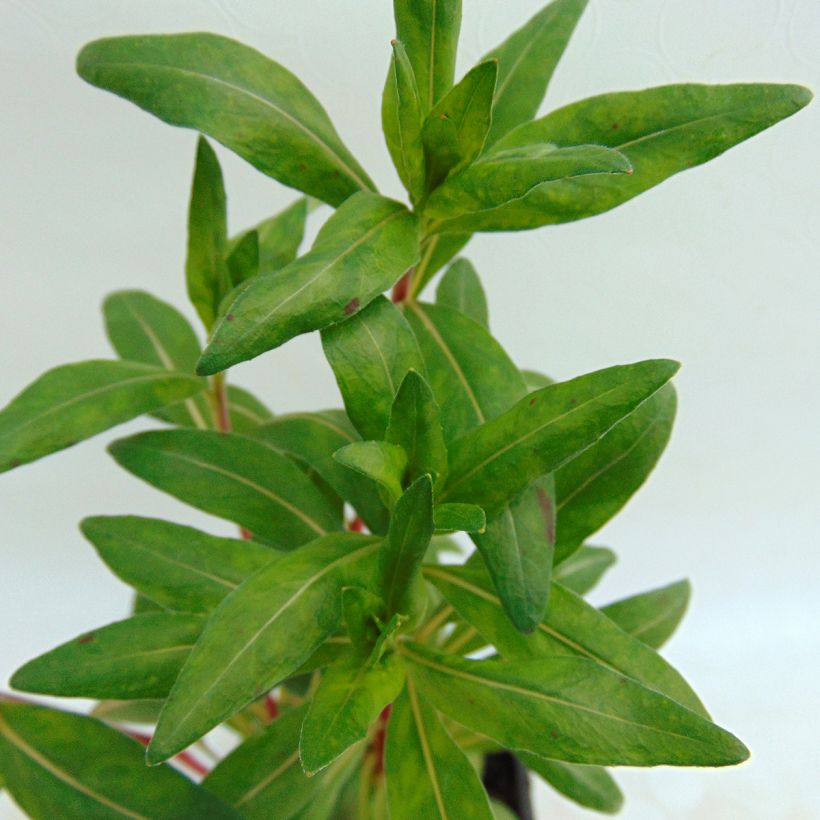 Oenothera fruticosa Sonnenwende - Stauden-Nachtkerze (Foliage)