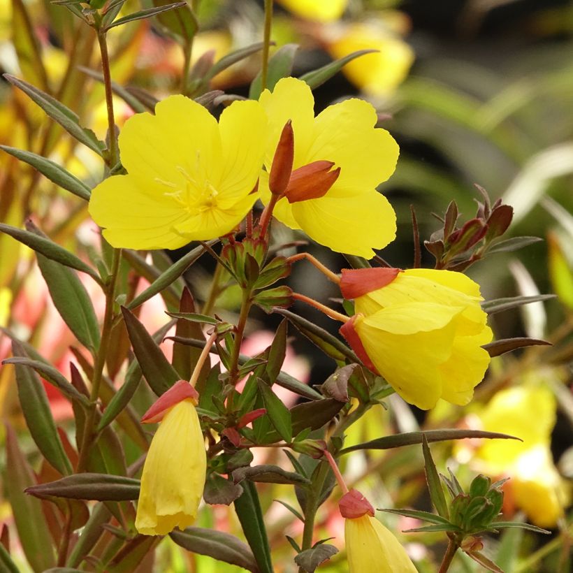 Oenothera fruticosa Sonnenwende - Stauden-Nachtkerze (Blüte)