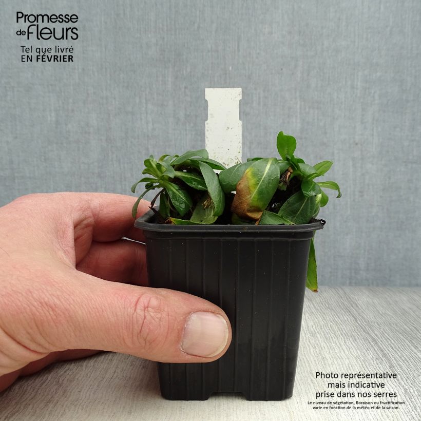 Exemplar von Oenothera fruticosa Sonnenwende - Stauden-Nachtkerze Kleine Töpfe von 8/9 cm wie im Winter geliefert