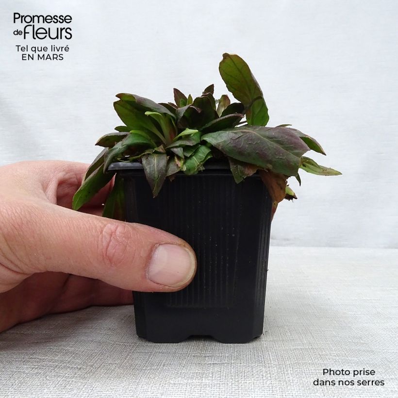 Exemplar von Oenothera fruticosa Sonnenwende - Stauden-Nachtkerze Kleine Töpfe von 8/9 cm wie im Frühjahr geliefert