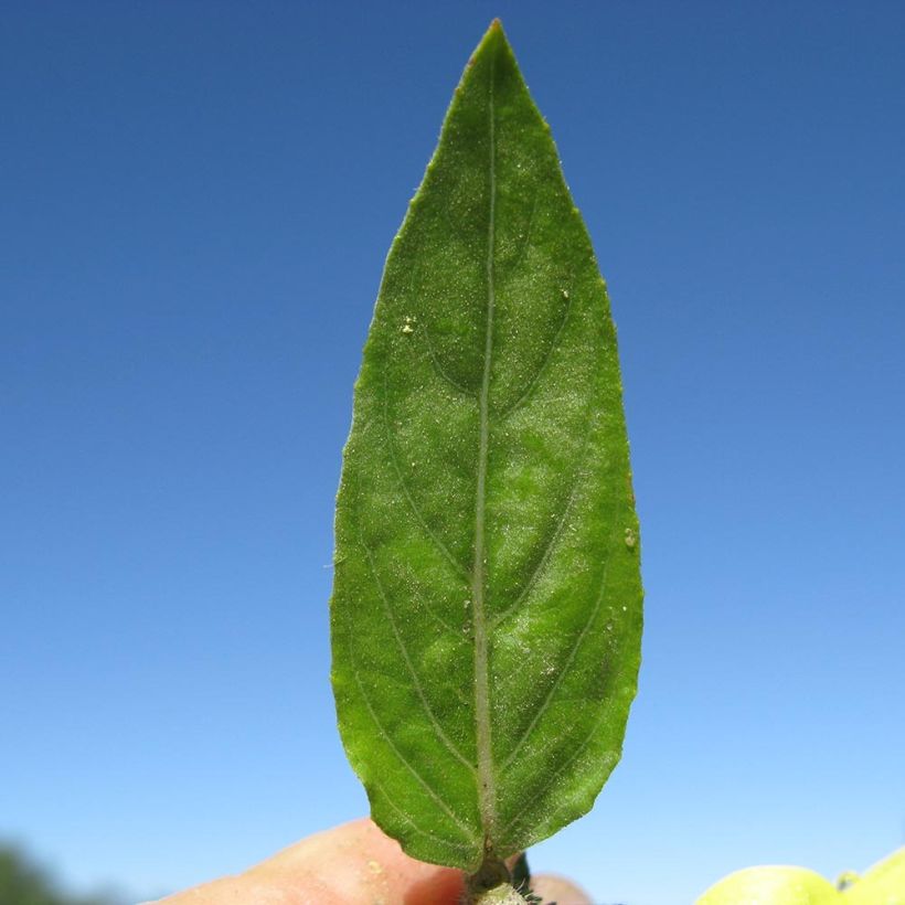 Oenothera glazioviana - Rotkelchige Nachtkerze (Foliage)