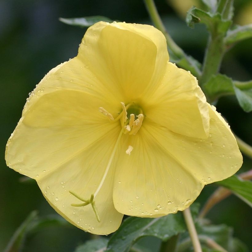 Oenothera glazioviana - Rotkelchige Nachtkerze (Flowering)