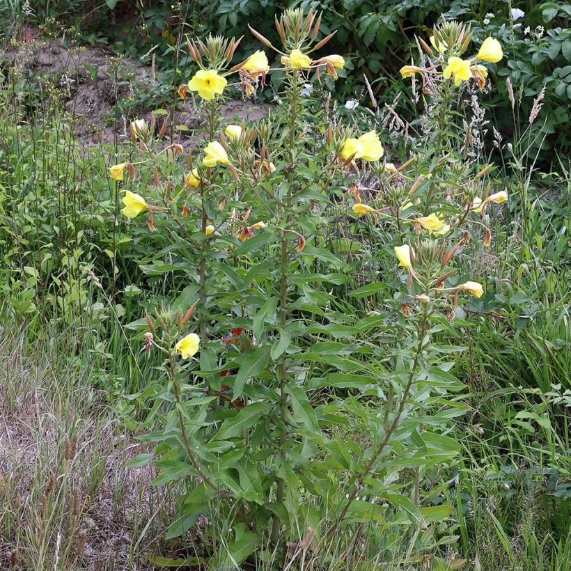 Oenothera glazioviana - Rotkelchige Nachtkerze (Plant habit)
