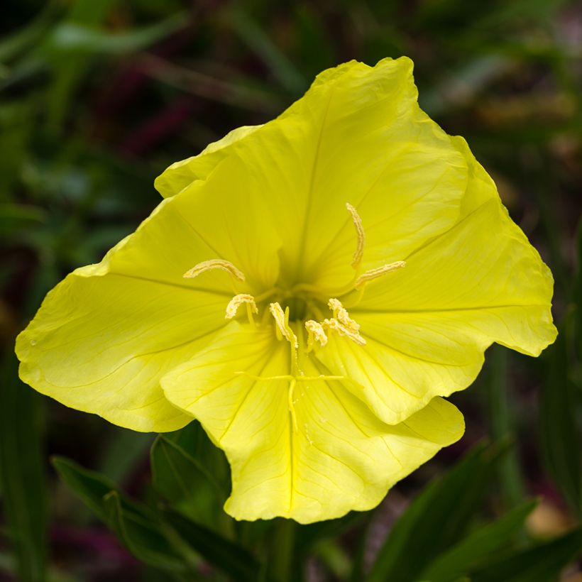 Oenothera missouriensis - Missouri-Nachtkerze (Flowering)