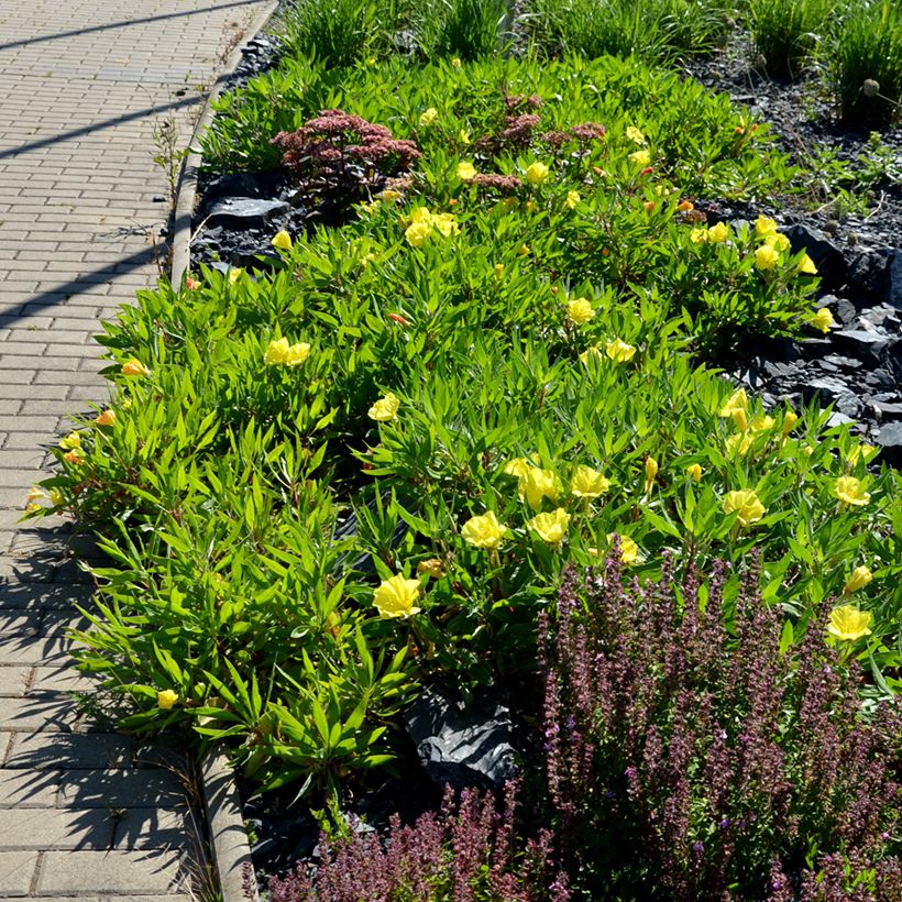 Oenothera missouriensis - Missouri-Nachtkerze (Plant habit)