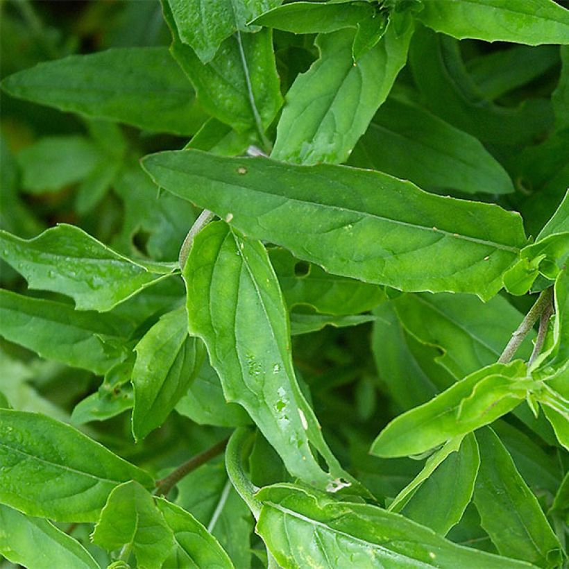 Oenothera speciosa - Weiße Nachtkerze (Foliage)