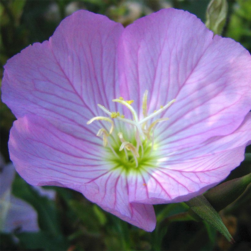 Oenothera speciosa - Weiße Nachtkerze (Flowering)