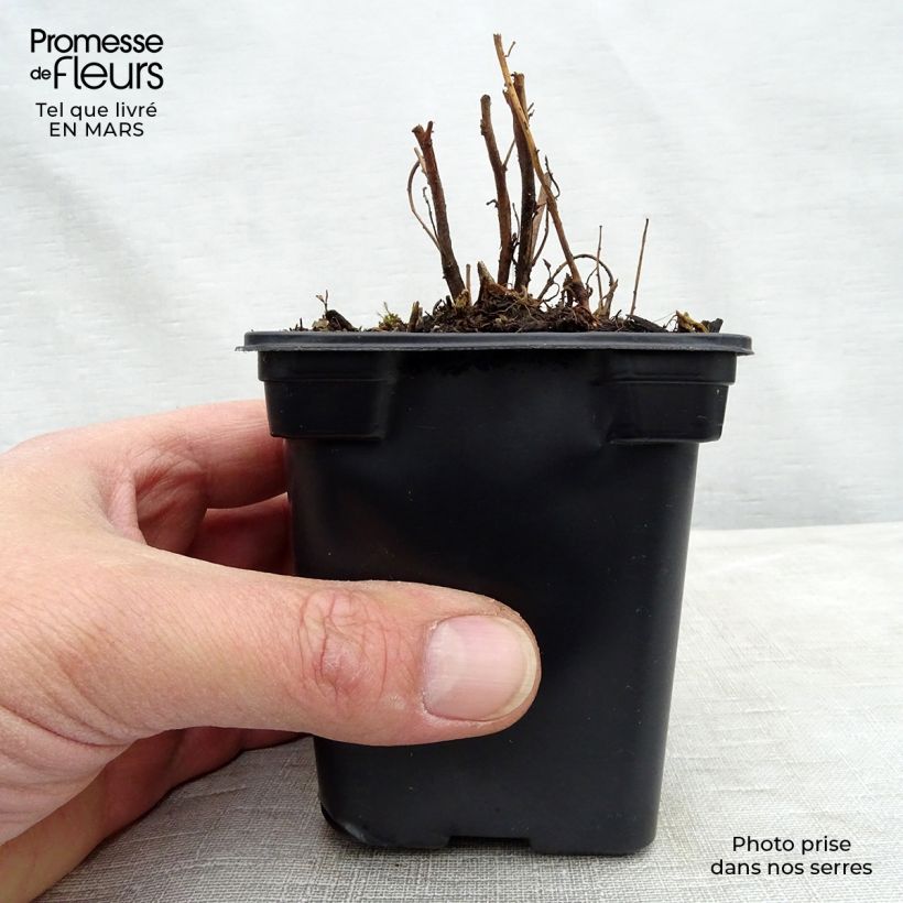 Exemplar von Oenothera speciosa - Weiße Nachtkerze Kleine Töpfe von 7/8 cm wie im Winter geliefert