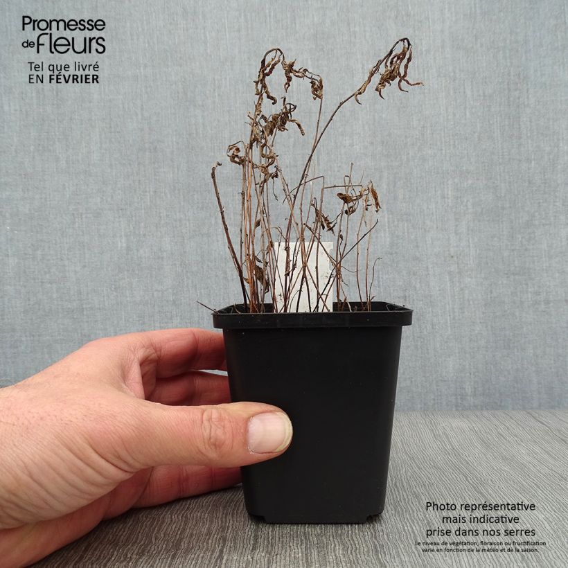 Exemplar von Oenothera speciosa Siskiyou - Weiße Nachtkerze Kleine Töpfe von 8/9 cm wie im Winter geliefert