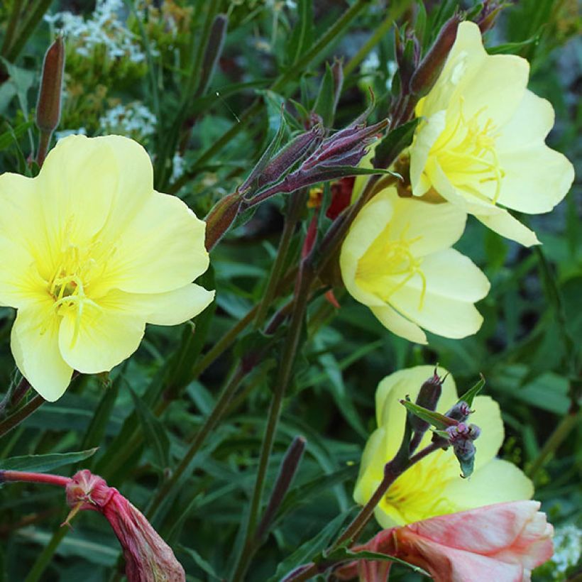 Oenothera stricta Sulphurea - Steife Nachtkerze (Flowering)