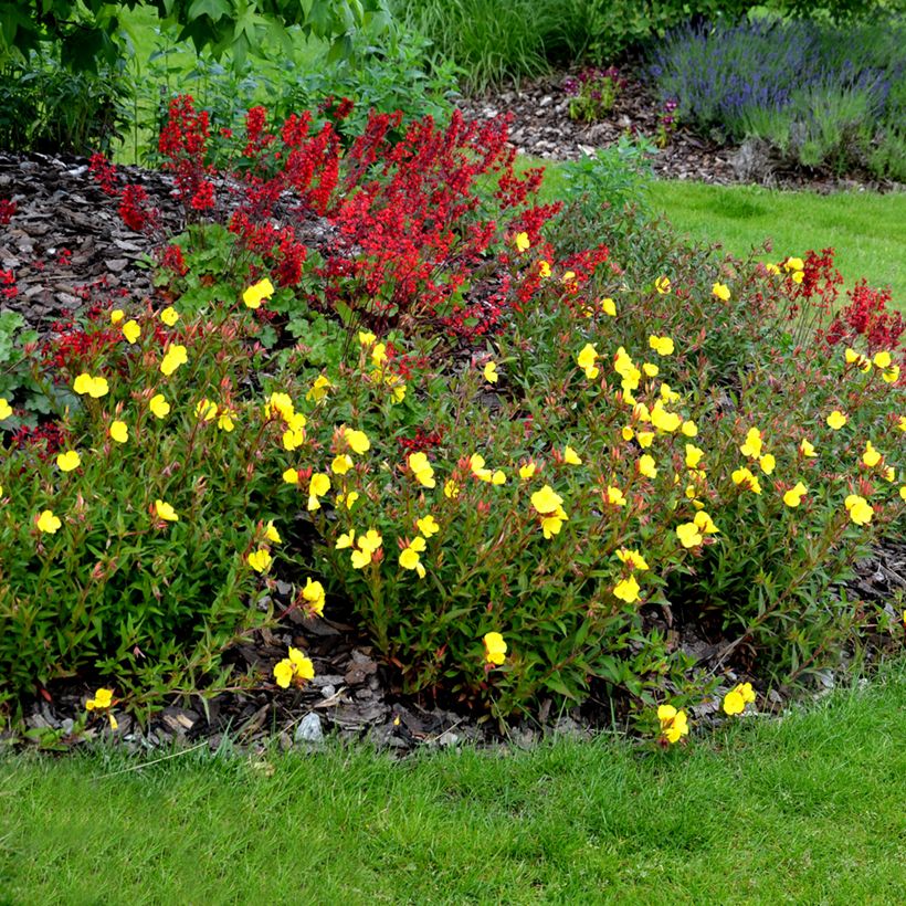 Oenothera tetragona - Nachtkerze (Plant habit)