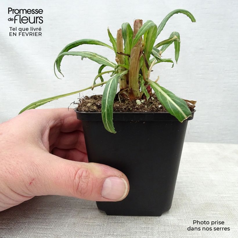 Exemplar von Oenothera versicolor - Orangerote Nachtkerze Kleine Töpfe von 8/9 cm wie im Winter geliefert