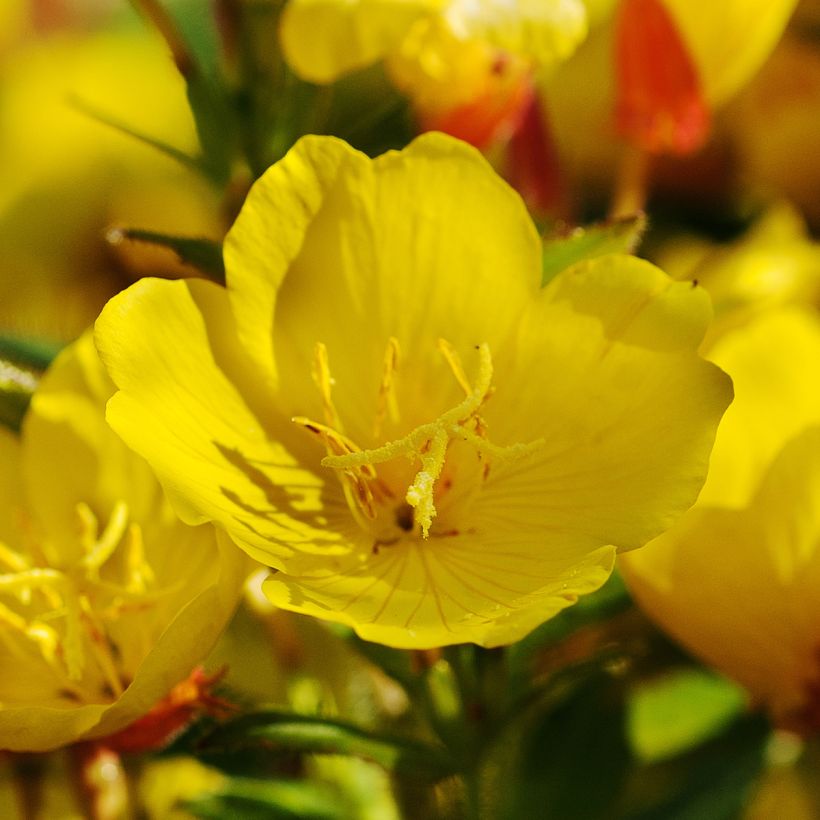 Oenothera Pénélope Hobhouse - Nachtkerze (Flowering)