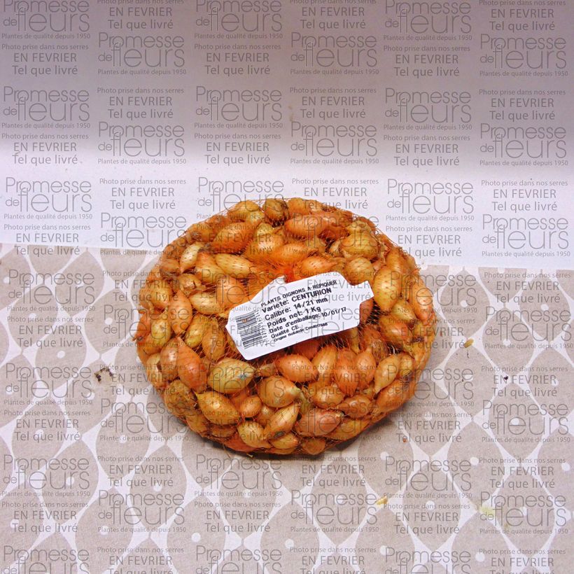 Example of Küchen-Zwiebel Centurion Stück size 14/21 mm as you get