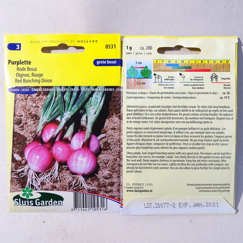 Example of Zwiebel Purplette per pack of 200 seeds (1g) as you get