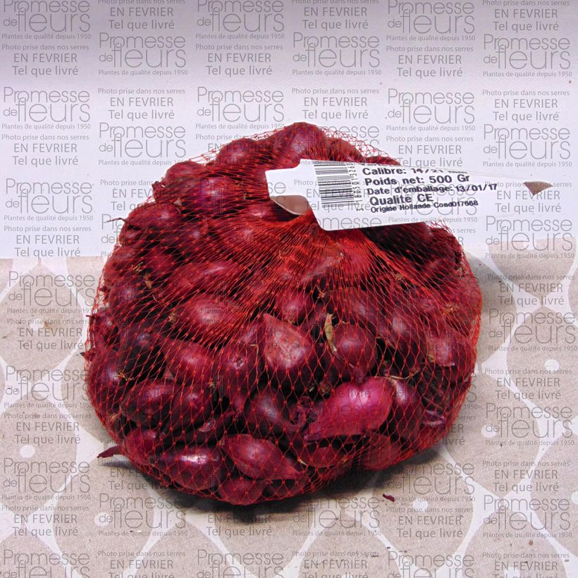 Example of Steckzwiebel Red Karmen Bio Stück size 14/21 mm as you get