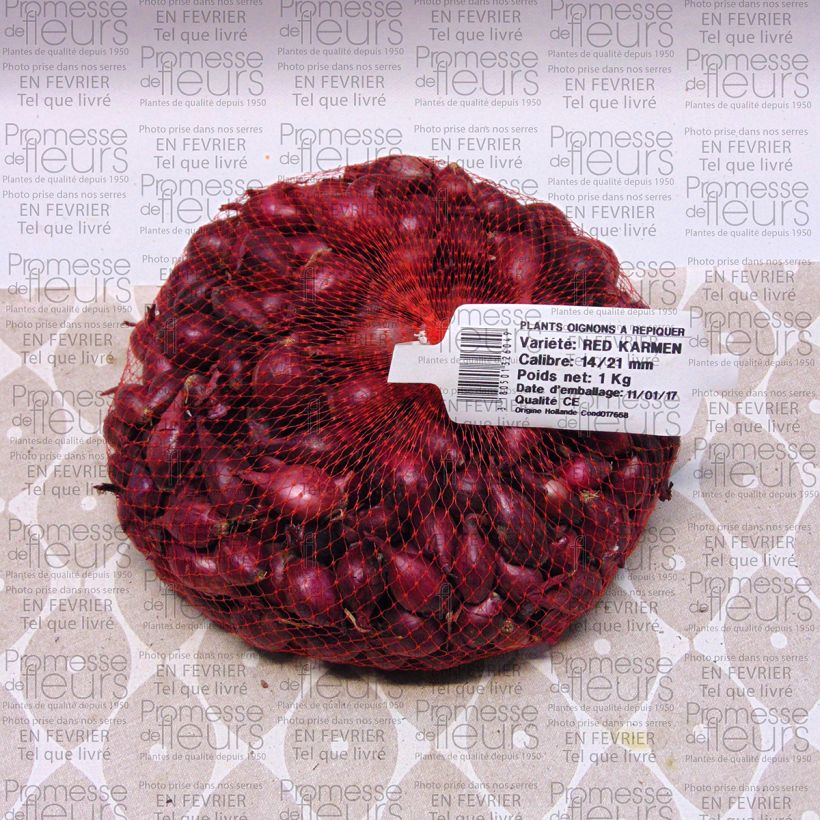 Example of Steckzwiebel Red Karmen Bio Stück size 14/21 mm as you get