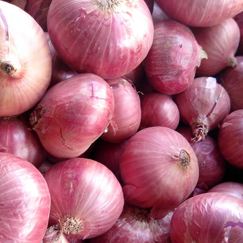 Zwiebel Rosanna (Harvest)