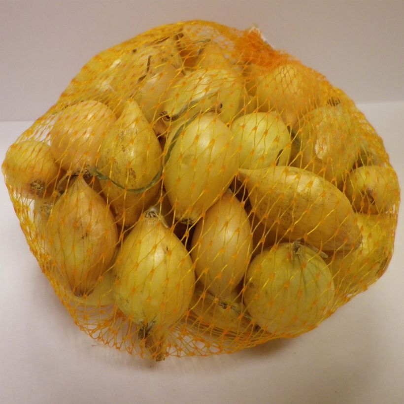 Example of Zwiebel Senshyu Yellow Stück size 14/21 mm as you get