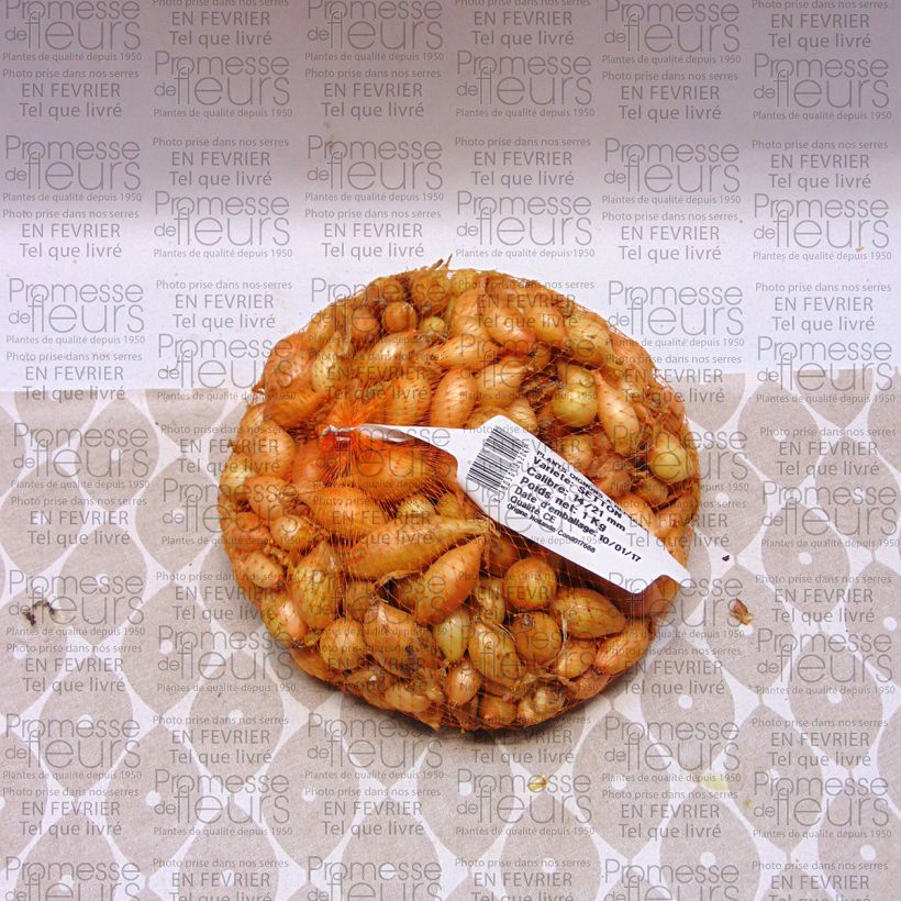 Example of Zwiebel Setton Stück size 14/21 mm as you get