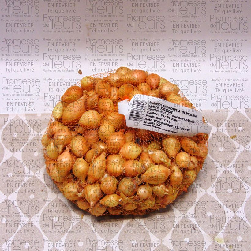 Example of Steckzwiebel Sturon Stück size 14/21 mm as you get