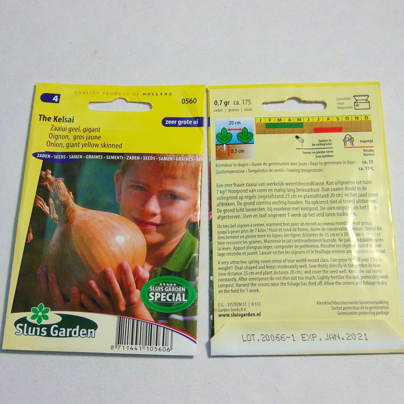 Example of Riesen-Zwiebel The Kelsae per pack of 175 seeds as you get